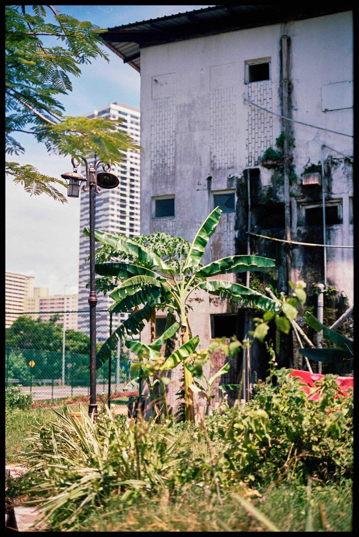 Colombo – Altbau mit Bananenstauden vor Hochhäusern